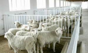 F(xin)B(yng)ֳ(chng)xιˮO(sh)